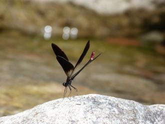 Libellule C.Bourbon