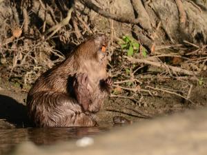 CastorEurope_MarcCollasOFB