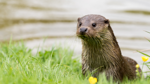 Loutre - Adobe Stock