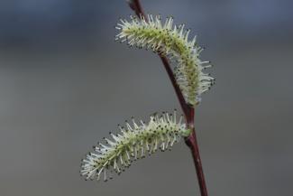 Saule pourpre © Nathan Daumergue