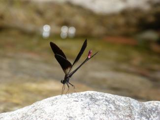Libellule C.Bourbon