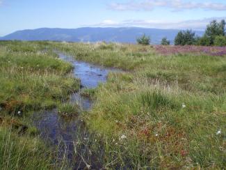 Zone humide de Montselgues - CEN Rhône-Alpes