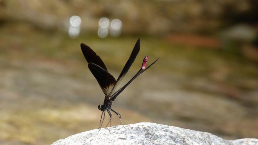 Libellule C.Bourbon
